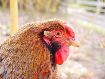 Close-up of rooster