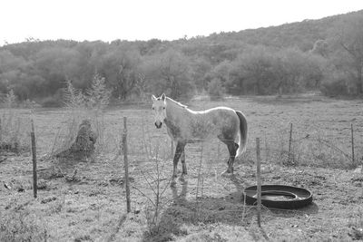 Horse standing in ranch