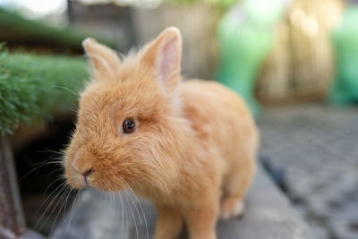 Close-up of rabbit