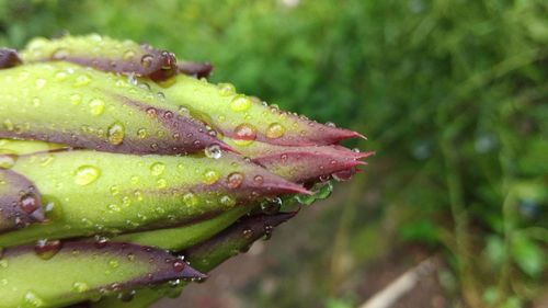 Close-up of raindrops on leaf