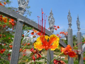 Close-up of flowering plants against fence