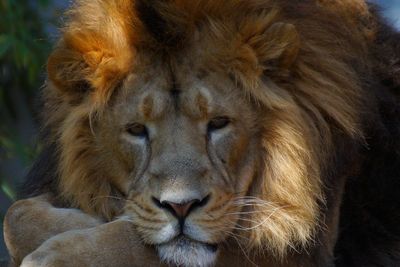 Lion löwe   in the zoo