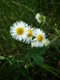 Close-up of white flowering plants on field