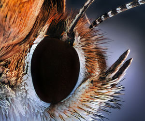 Macro shot of butterfly