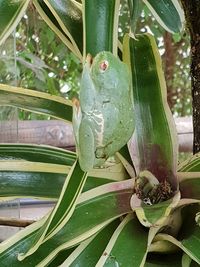 Close-up of frog on plant