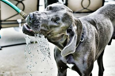 Thirsty great dane drinking water from hose