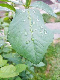 Close-up of wet leaf