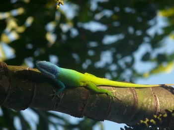 Close-up of lizard on tree branch