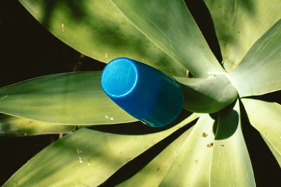 Close-up of blue flower