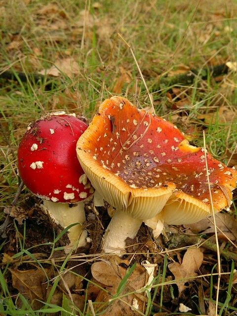 Fly agaric mushroom