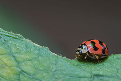 Close-up of ladybug on leaf