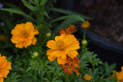 Close-up of yellow flowers blooming outdoors