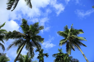 Low angle view of palm trees against blue sky