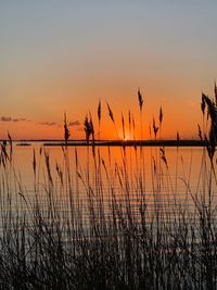 Silhouette plants by lake against sky during sunset