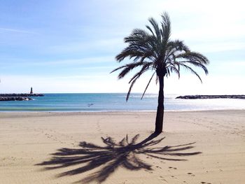 Palm trees on beach