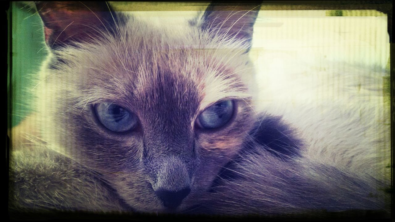 one animal, animal themes, pets, domestic animals, transfer print, domestic cat, mammal, cat, indoors, portrait, auto post production filter, looking at camera, animal head, whisker, feline, close-up, animal eye, animal body part, staring, alertness