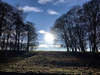 Trees on field against sky