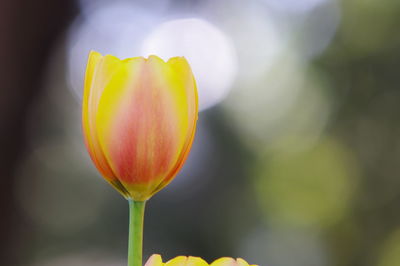 Close-up of yellow tulip