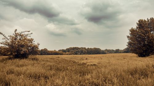 Scenic view of field against sky
