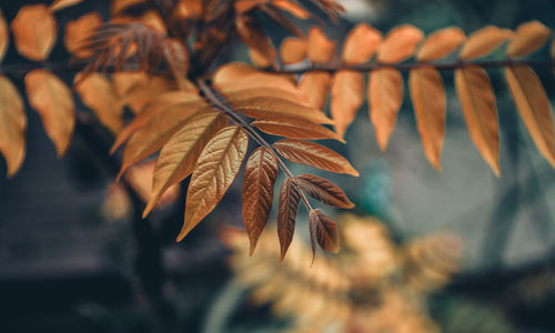 Close-up of autumn leaf