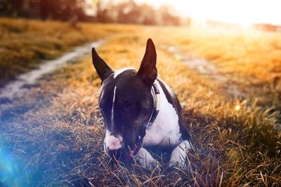 Portrait of dog on field