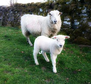 Sheep on grassy field
