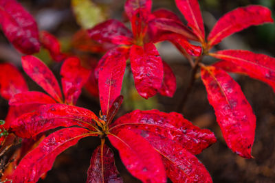 Close-up of red leaves on plant