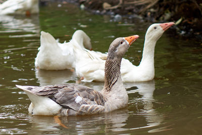 Geese family in a river