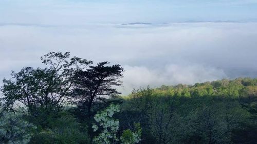 Scenic view of trees against sky