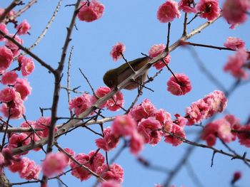 Low angle view of pink flowers