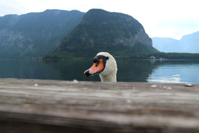 Swan swimming in lake