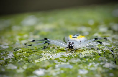 Close-up of insect on flower