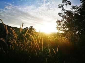 Close-up of grass against sky during sunset