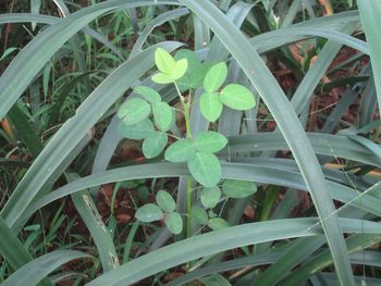 High angle view of plants growing on field