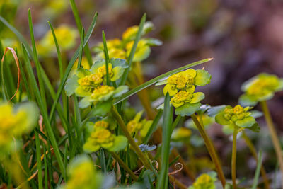 Close-up of yellow flowering plants on field