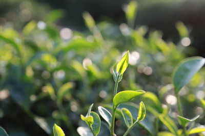 Close-up of fresh green plant