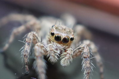 Close-up of spider