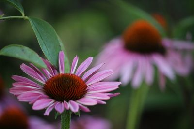 Close-up of pink flower