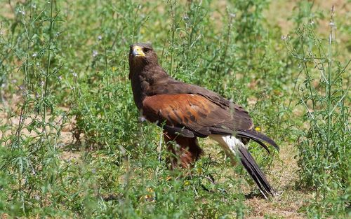 Bird perching on a field