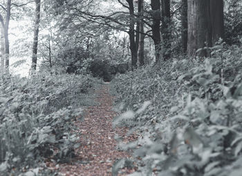 View of trees in forest during winter