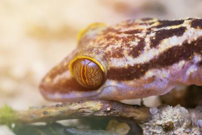 Close-up of snake