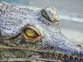 Close-up of a lizard