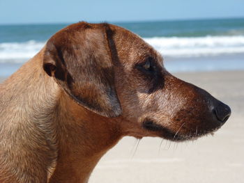 Close-up of dog at beach against sky