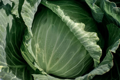 Full frame shot of wet cabbage