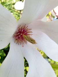 Close-up of flower head