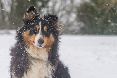 Shetland sheepdog in the snow