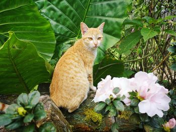 Cat sitting on flower plant