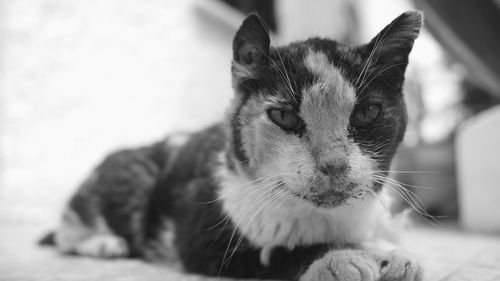 Close-up portrait of a cat