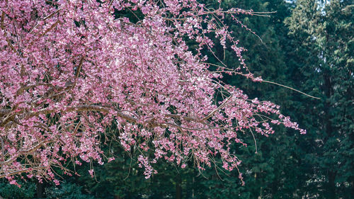 Close-up of pink cherry blossoms in spring