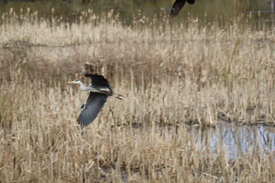 Grey heron flying over lake